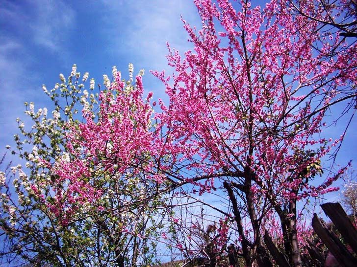 SEASONS OF KASHMIR :     EARLY SPRING