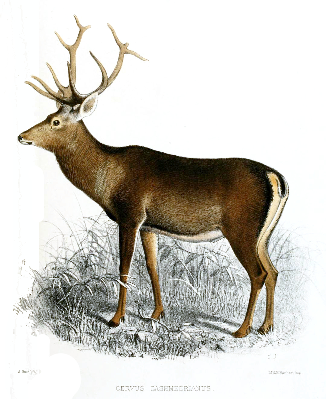 ENDANGERED WILD LIFE IN KASHMIR