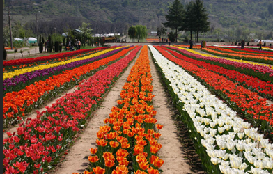 Tulip Gardens