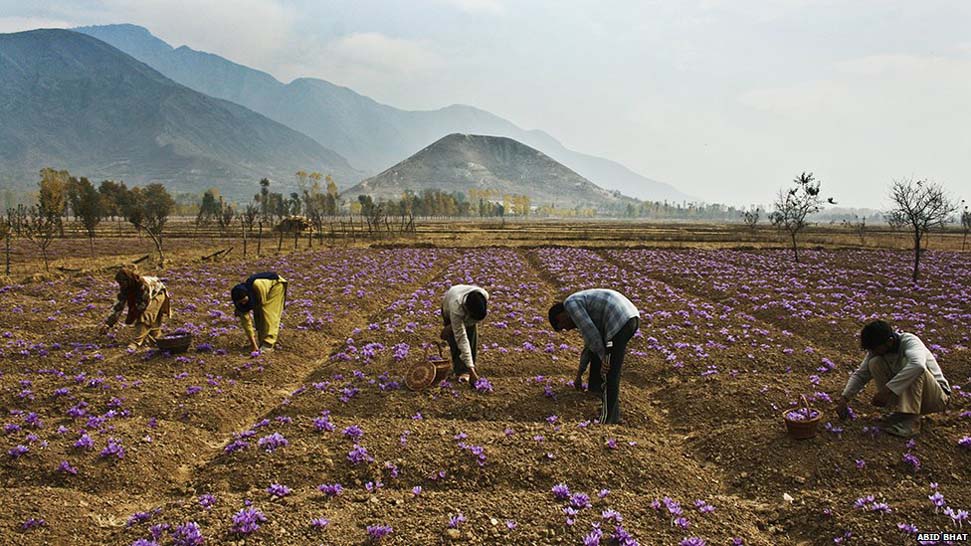 SAFFRON CULTIVATION